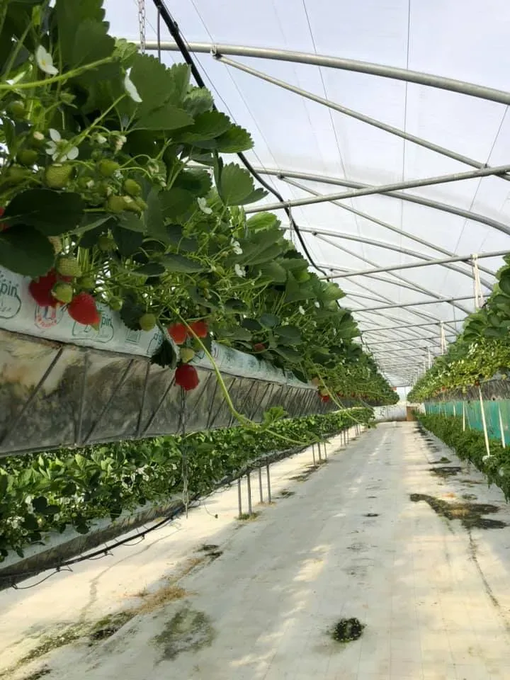 Fraise.webp