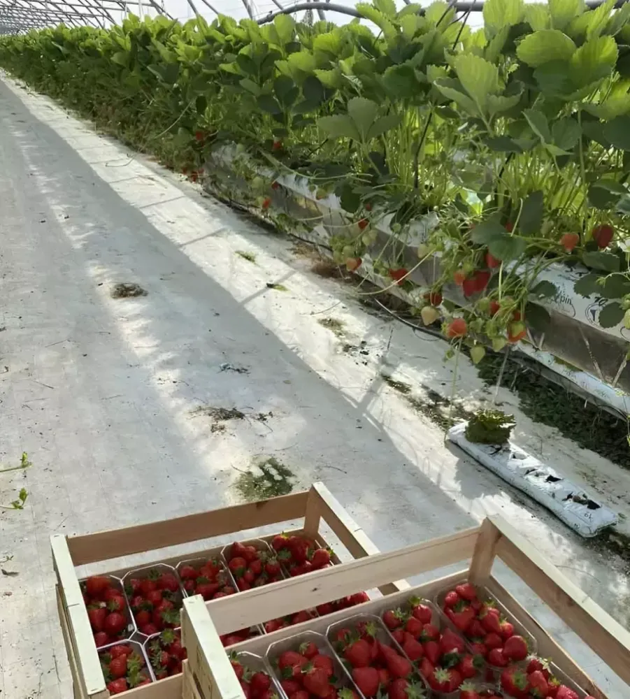 Culture de fraises sous serre