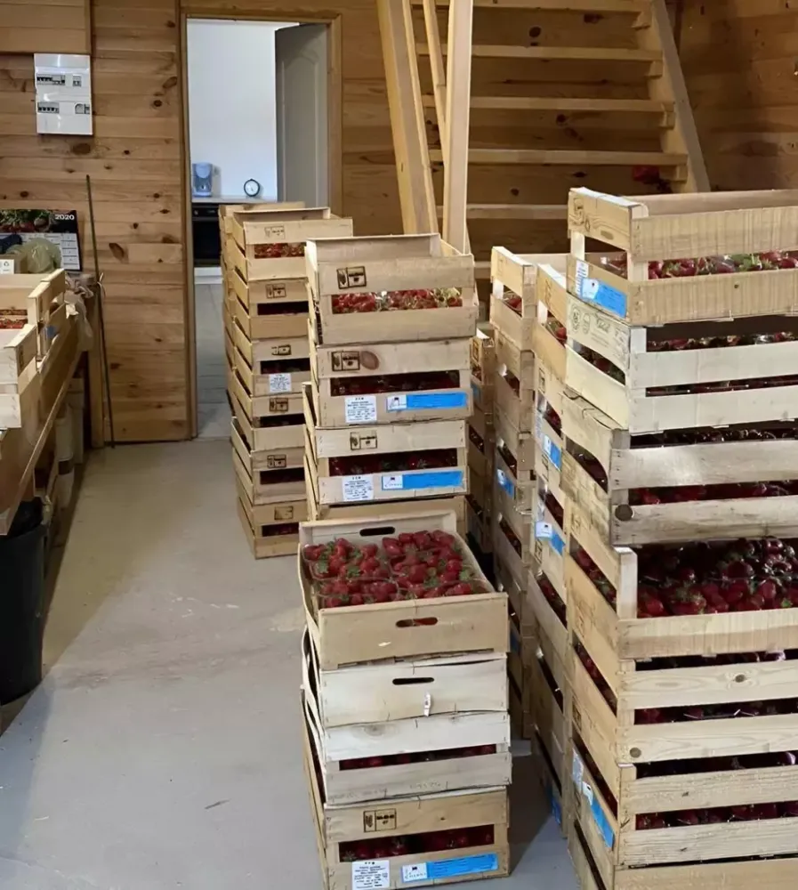 Vente de fraises de saison