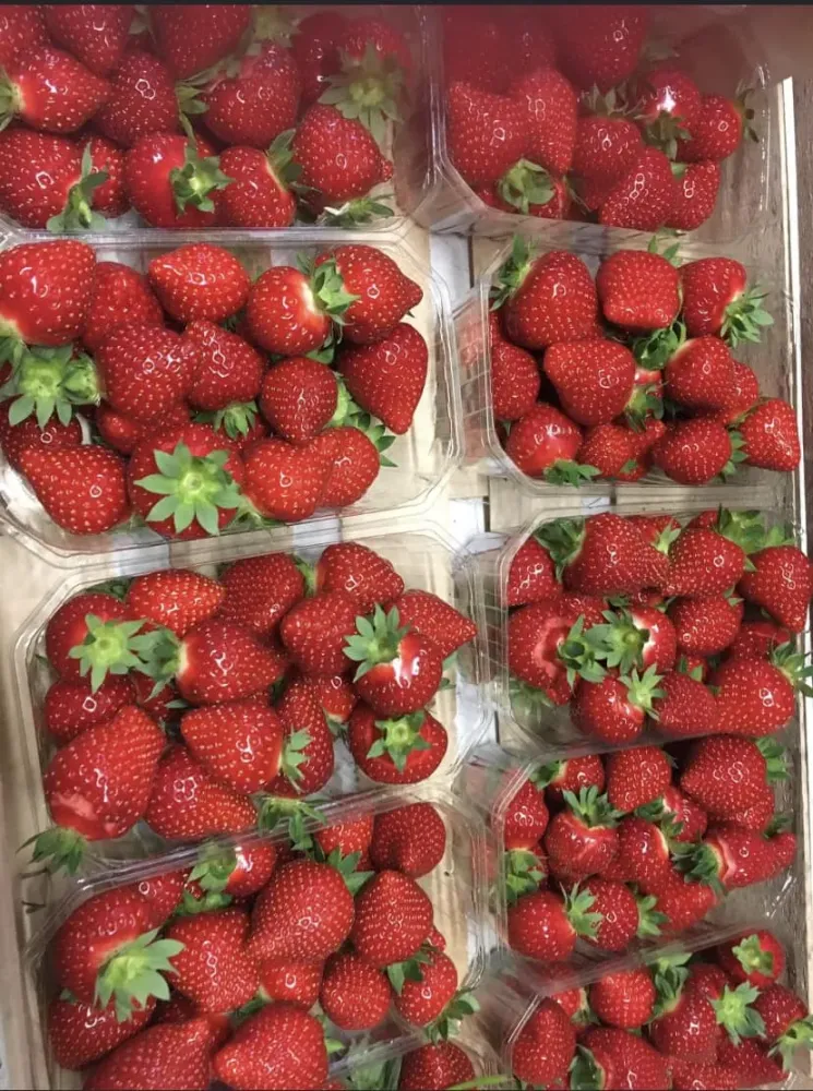 production fraises