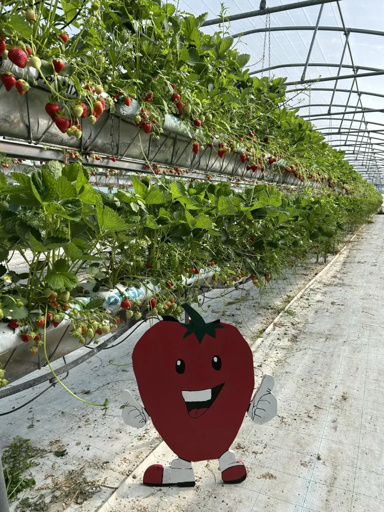 Fraises