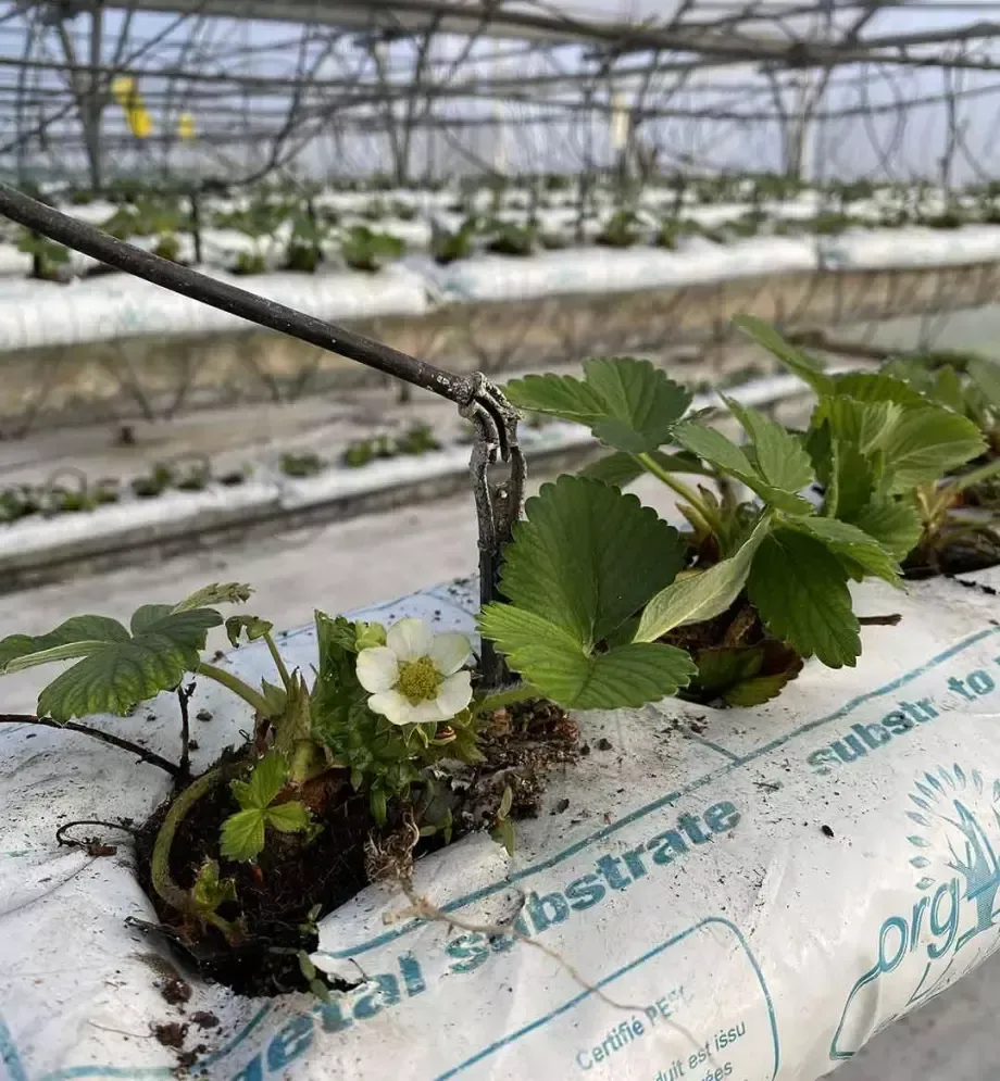 fraise production