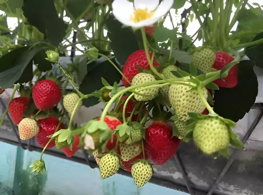 Culture et vente de fraises.webp